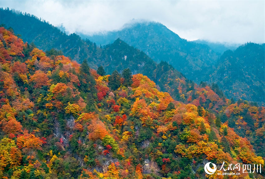 滿山紅遍，秋色如畫。胡宇攝