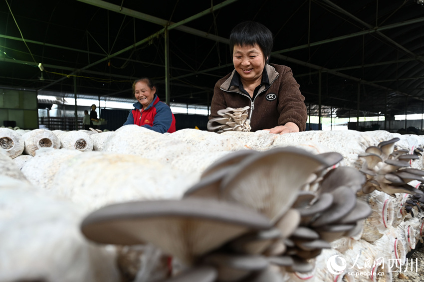 村民在采收桑枝菌。蘭自濤攝