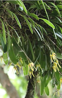 四川臥龍再次發現蘭科植物新物種——臥龍卷瓣蘭