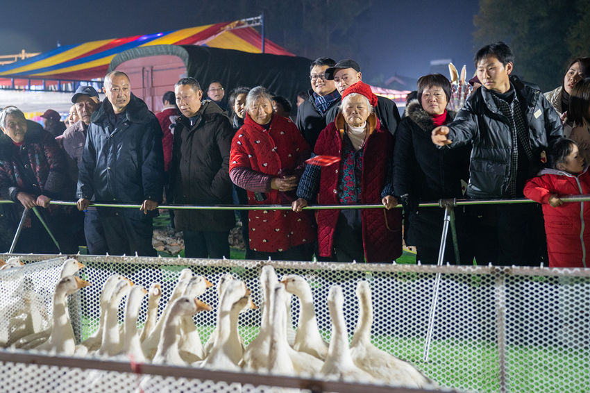 2月1日，群眾在眉山市彭山區金燭村的萬家水碾夜市體驗“套鵝”游樂項目。翁光建攝