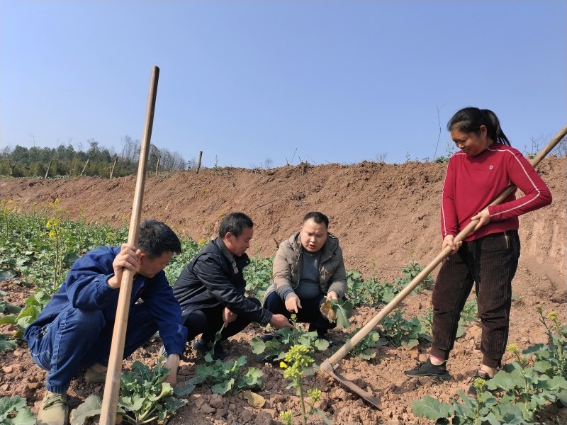 永寧街道黨員科技服務小分隊隊員在安富村8組田間地頭向村民傳授油菜和果樹春季田間管理技術。