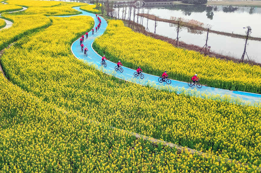 騎行愛好者在四川省眉山市彭山區“五湖四海”濕地公園綠道騎行賞花。翁光建攝