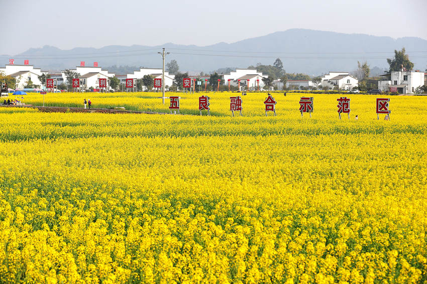 大片油菜花競(jìng)相綻放。牟科攝