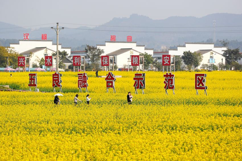 游客踏青賞花，享受春光。牟科攝 