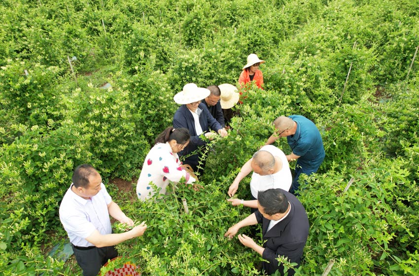 儀隴縣金銀花現(xiàn)代農(nóng)業(yè)產(chǎn)業(yè)園。受訪者供圖