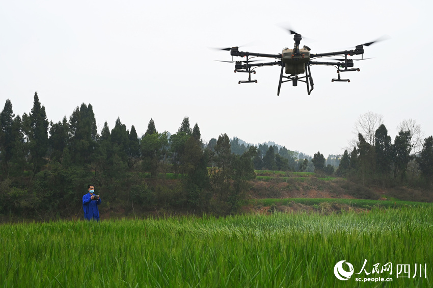 農機手操作植保無人機對小麥噴施農藥，防治病蟲害。蘭自濤攝