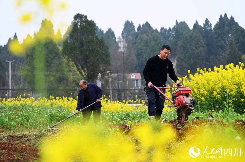 農民正在耕整土地。蘭自濤攝