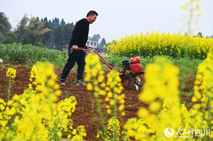 農民正在耕整土地。蘭自濤攝