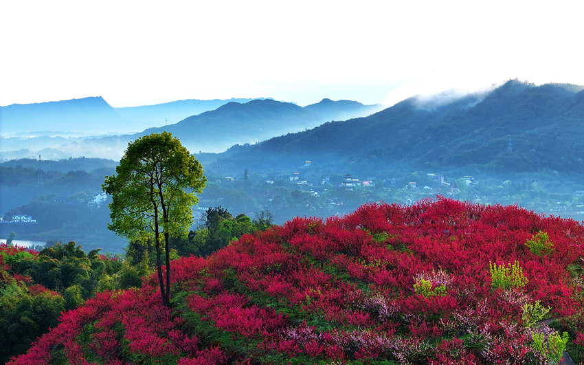 桃花朵朵開(kāi)，山村美如畫(huà)。廖勝春攝 