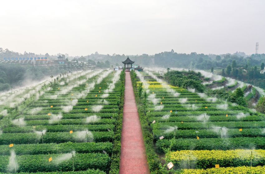 翠屏區(qū)金秋湖鎮(zhèn)茶園里，茶葉節(jié)水霧灌系統(tǒng)。王宇供圖