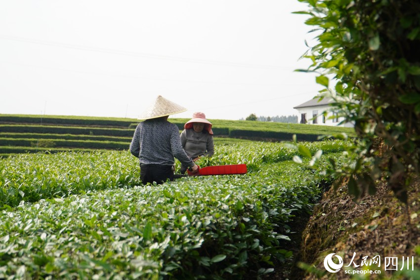 夾江縣的茶農(nóng)在采摘夏秋茶。人民網(wǎng) 趙祖樂(lè)攝