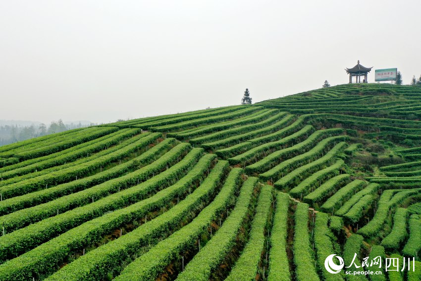 安裝了智能霧灌器的梅嶺茶山。人民網(wǎng) 趙祖樂(lè)攝