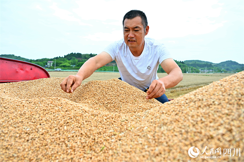 你我盤中餐，粒粒皆辛苦。人民網記者 劉海天攝