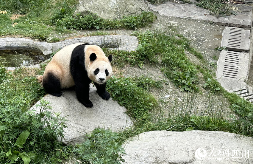 工作人員介紹，剛從韓國回到家鄉的大熊貓“福寶”，如今還未滿4歲，也屬于“未成年滾滾”。人民網記者 王波攝