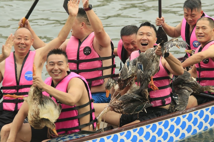 南河上演搶鴨子大戲，獲勝者“狂炫耀”搶到的鴨子。新津區委宣傳部供圖