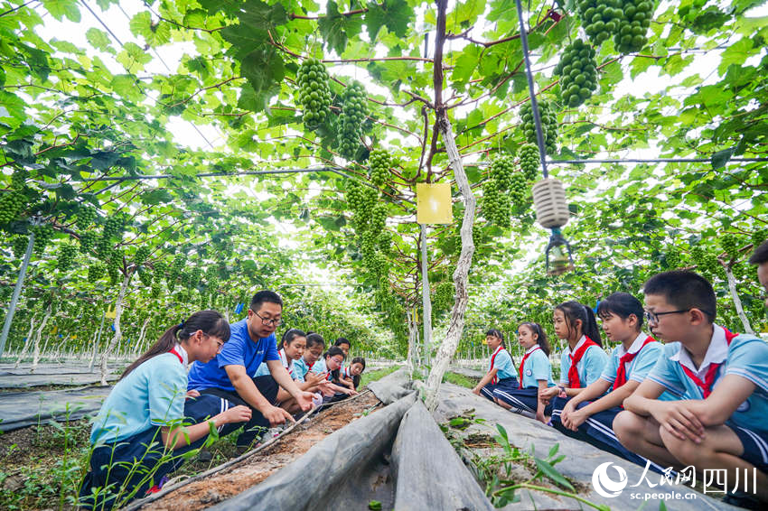 6月13日，眉山市彭山區實驗小學學生前往當地的葡萄種植基地開展勞動教育社會實踐活動，學生們在了解數字化葡萄種植技術。翁光建攝