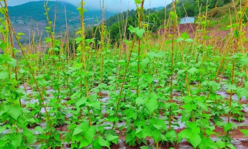 綠色無公害蔬菜種植基地里的蔬菜長勢喜人。黃安菊供圖