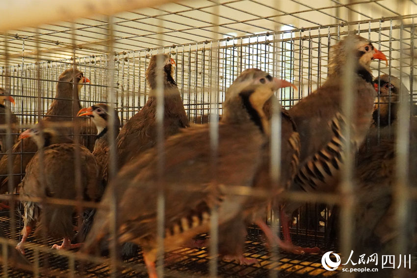 吳克單飼養的鷓鴣。人民網 趙祖樂攝