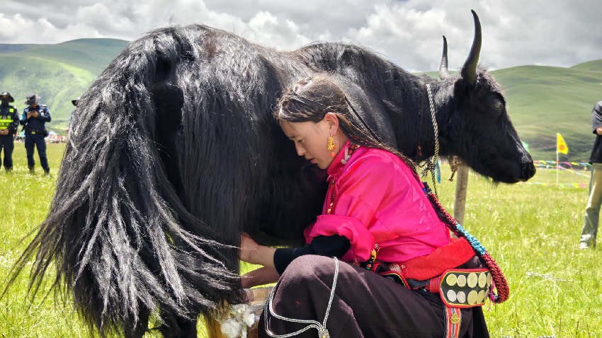 民俗活動(dòng)期間，牧民們帶著自家的牦牛來(lái)參與“選美比賽”。白玉縣委宣傳部供圖