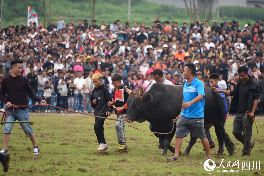 火把節上的斗牛比賽。人民網 趙祖樂攝