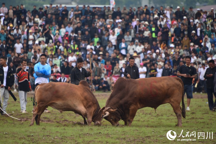 火把節(jié)上的斗牛比賽。人民網(wǎng) 趙祖樂(lè)攝