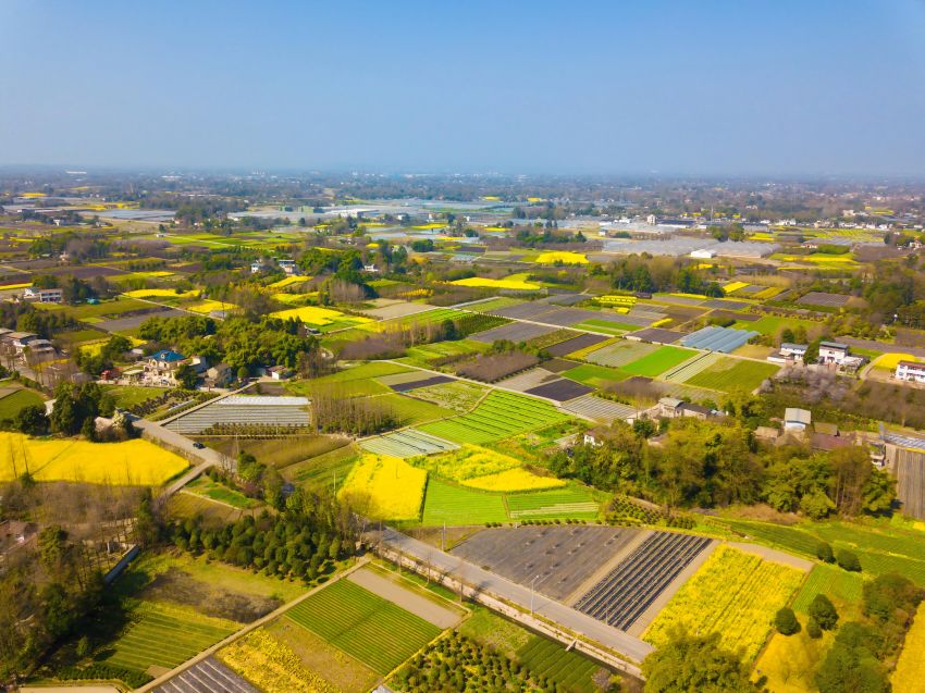 郫都區安德鎮農業景觀。成都市規劃和自然資源局供圖