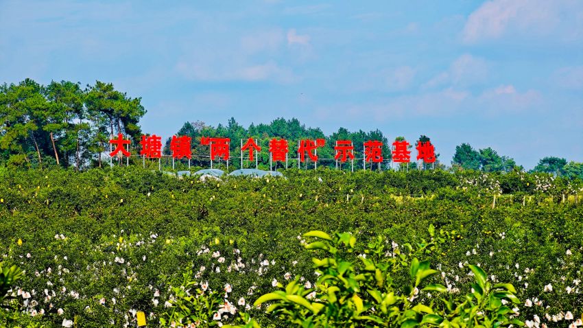 “兩個替代”柑橘種植基地。蒲江縣委宣傳部供圖