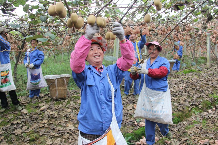 “兩個替代”社會化服務。蒲江縣委宣傳部供圖