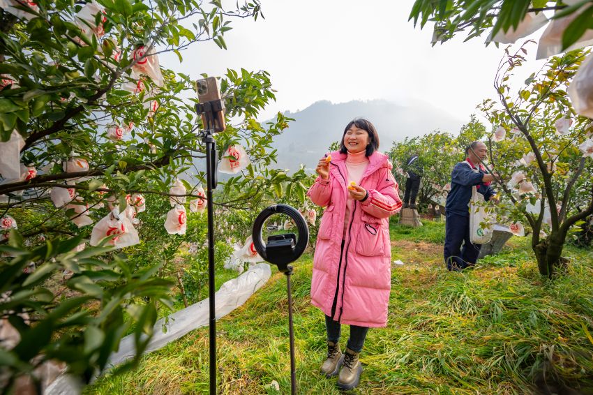 “兩個替代”橘香直播間。蒲江縣委宣傳部供圖