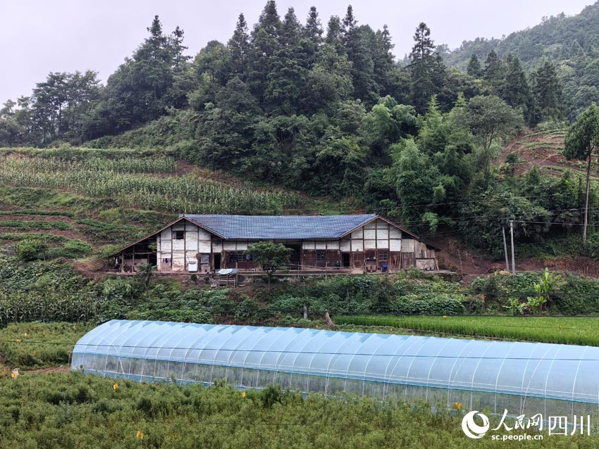 趕黃草基地里的育苗大棚。人民網(wǎng)記者 劉海天攝