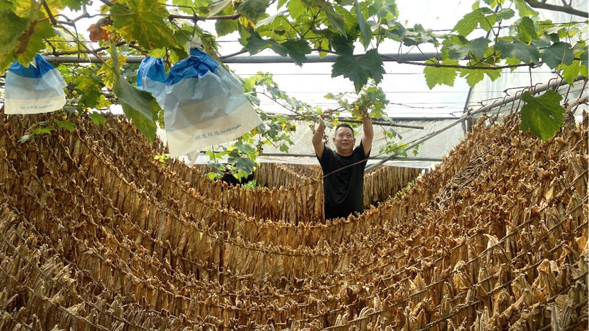 高建濤在葡萄架下查看“德雪一號”的晾制情況。綿竹市煙草專賣局供圖