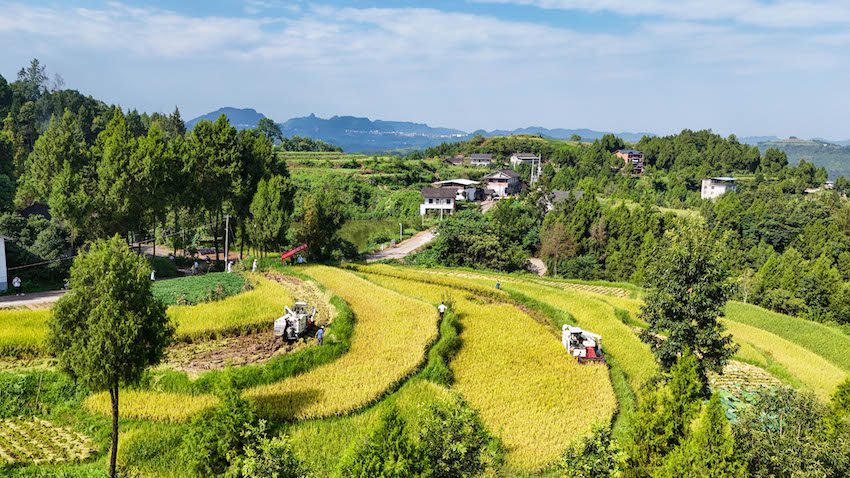 8月14日，四川省平昌縣土埡鎮(zhèn)石峰村水稻收割現(xiàn)場。張書浩供圖