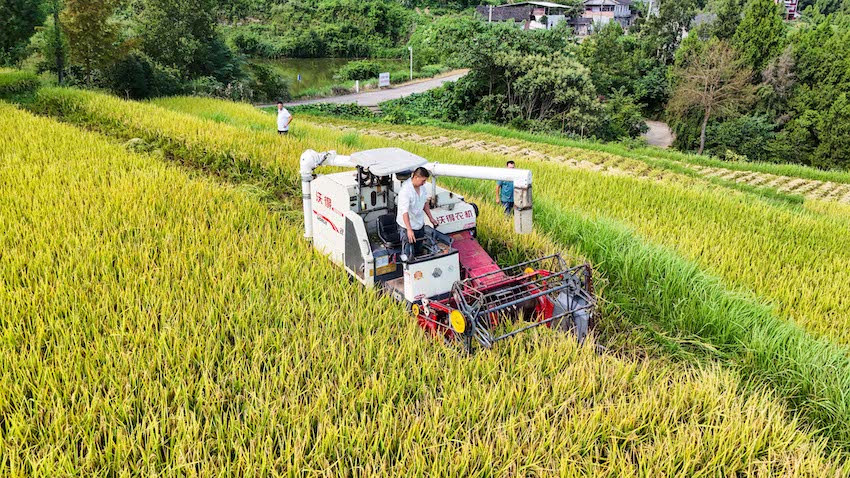 農(nóng)機(jī)手頭頂烈日，駕駛收割機(jī)在田間來回穿梭 。張書浩供圖