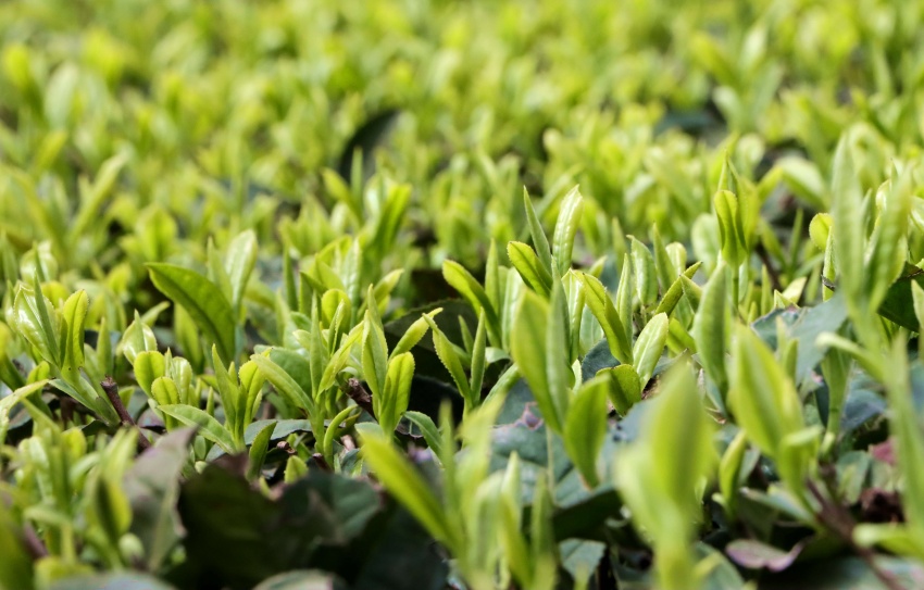 嫩綠茶芽。高縣融媒體中心供圖