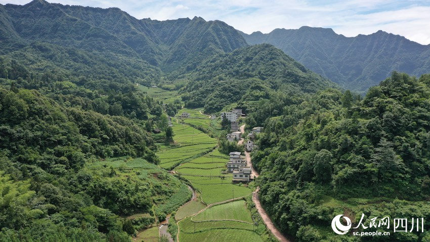 烏蒙山中的趕黃草基地。楊博攝