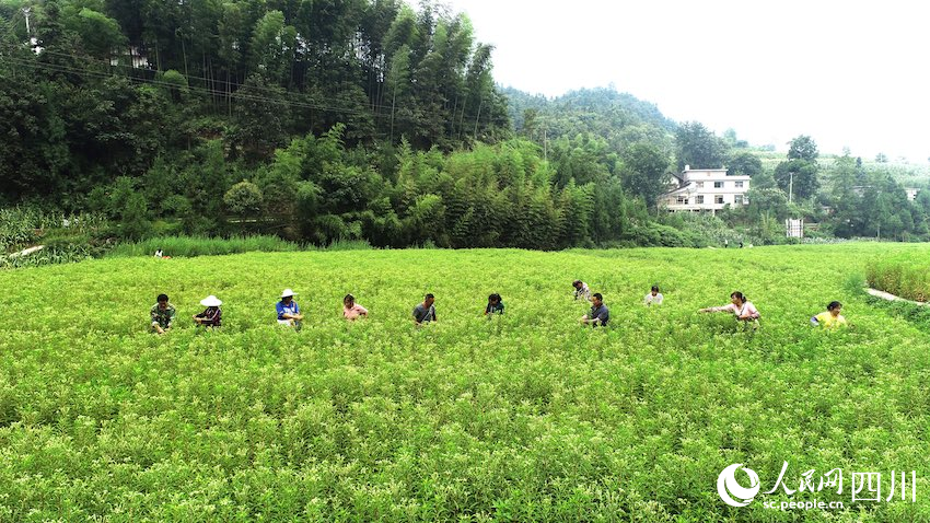 8月，古藺縣黃荊鎮香楠村，村民正在采摘趕黃草。張磊攝