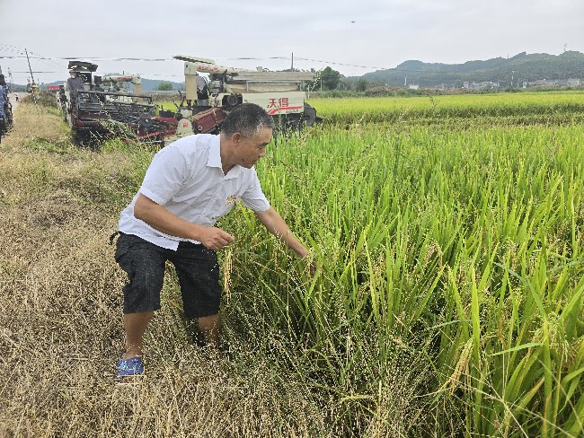 綿陽市游仙區彩利種植專業合作社理事長楊彩利查看水稻長勢。四川省武都引水工程運管中心供圖