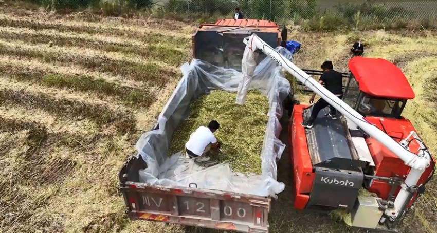 收割的油菜正在裝車。新龍縣委宣傳部供圖