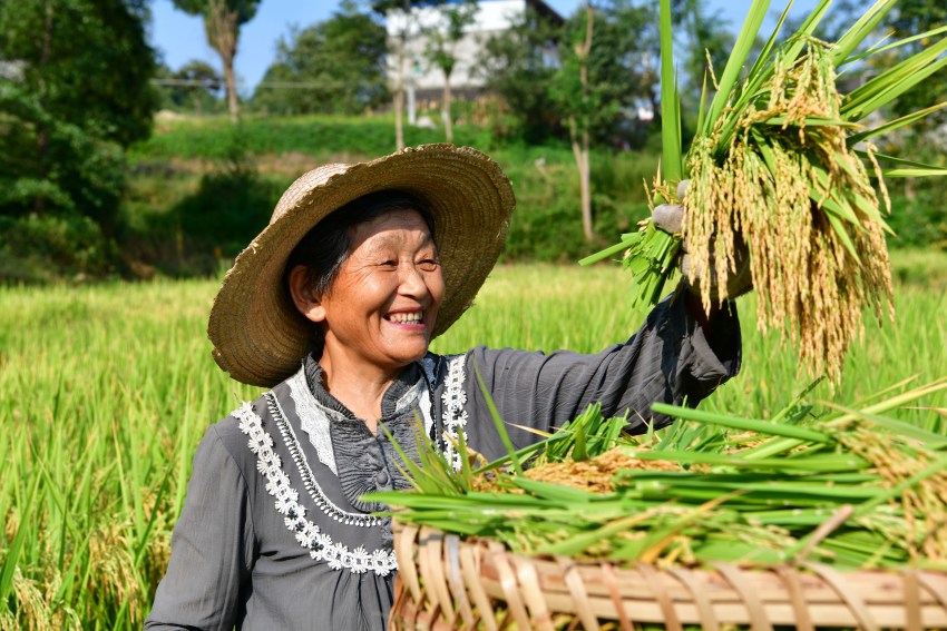 水稻豐收村民笑開顏。閬中市委宣傳部供圖