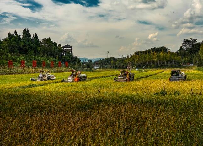 大竹縣國家級現代農業產業園豐收景象