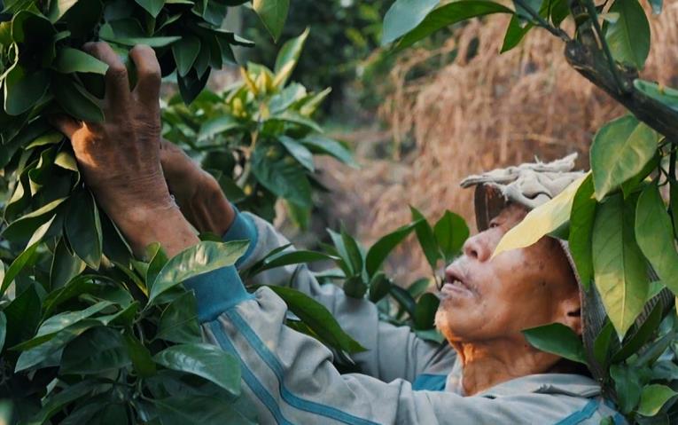 資陽雁江：交豐收答卷 繪振興圖景“米袋子”“果籃子”質優價穩，是民生關切，也關系農民收入，豐收的碩果映襯出鄉親們的生活蒸蒸日上，一個個淳樸而生動的故事，在青山綠水間持續書寫，幸福都是奮斗出來的，雁江邁向鄉村振興的步伐也更加堅實有力。