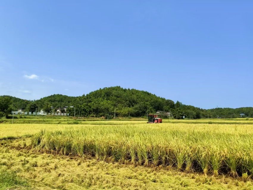 董家埂小河村。東部新區(qū)供圖