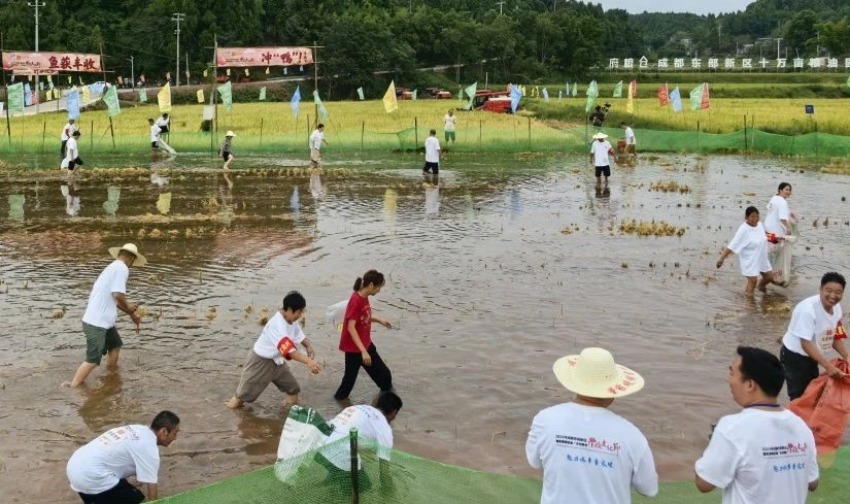 “天府糧倉”豐收文化節抓魚比賽現場。成都東部新區供圖