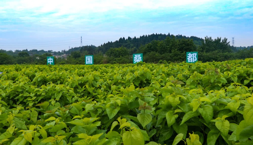 樂至現代蠶桑產業園。姚陽攝