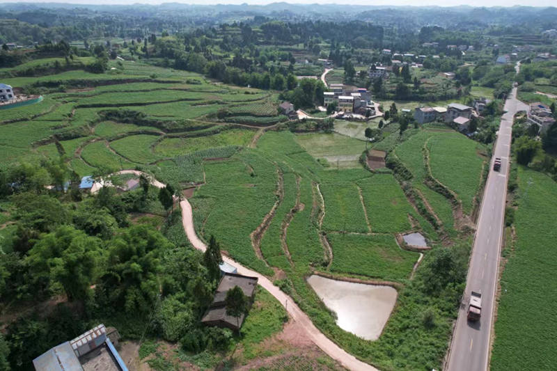 蓬南鎮三臺村川白芷種植基地。受訪者供圖