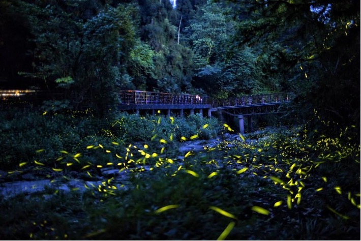 天臺山螢火蟲勝景。成都天臺山旅游景區供圖