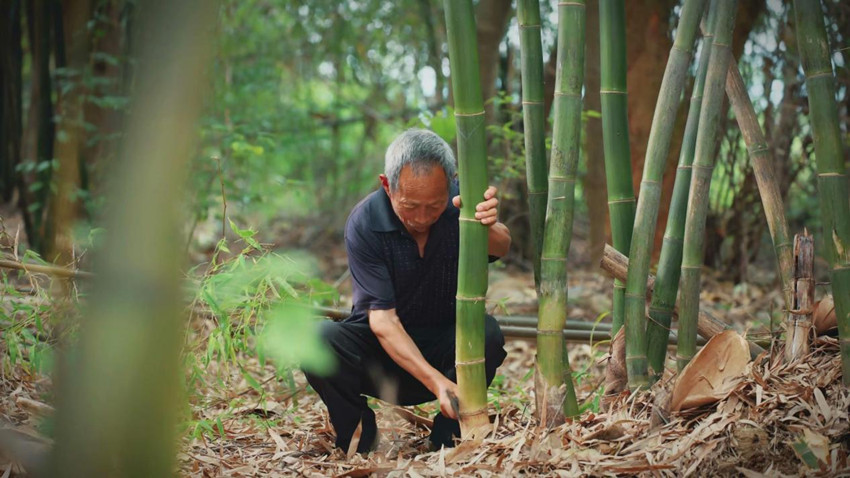 做龍，最主要的是竹子的選材。龍泉驛區委宣傳部供圖