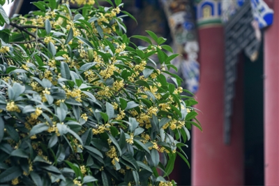 成都市植物園金桂飄香