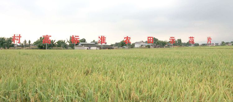 高標(biāo)準(zhǔn)農(nóng)田示范區(qū)。綿竹市融媒體中心供圖