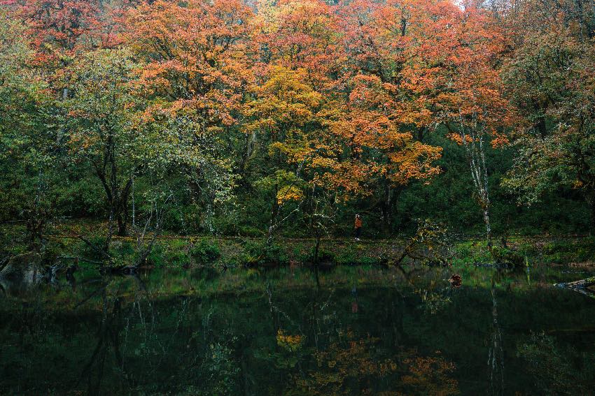 杜鵑棧道。二郎山喇叭河景區(qū)供圖